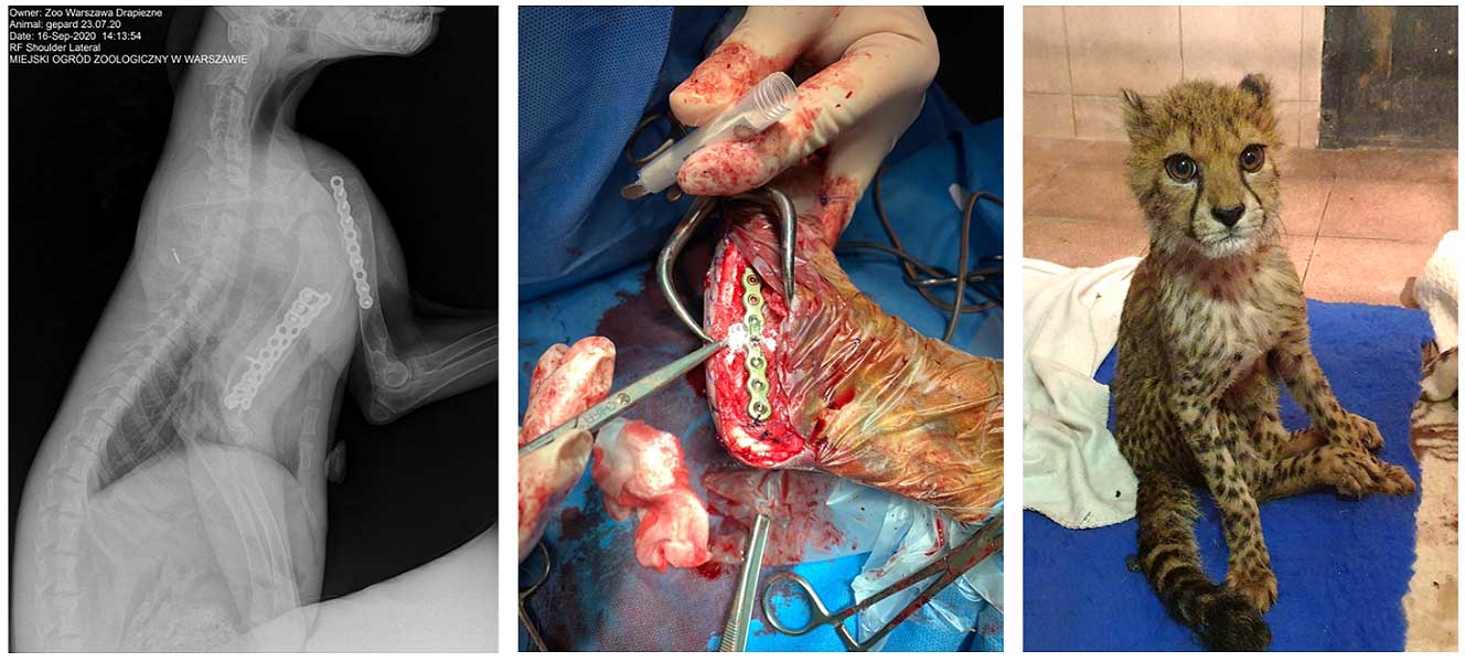 Figure. 3. Surgery of a broken paw in a cheetah from the Warsaw Zoo. Brave patient, powder dosing during surgery and X-ray control after surgery. Surgery performed at Pulaski 24 Clinic. Source: Dr. n. wet. Igor Bissenik, Ph.D., and Dr Agnieszka Czujkowska - Municipal Zoological Garden in Warsaw.