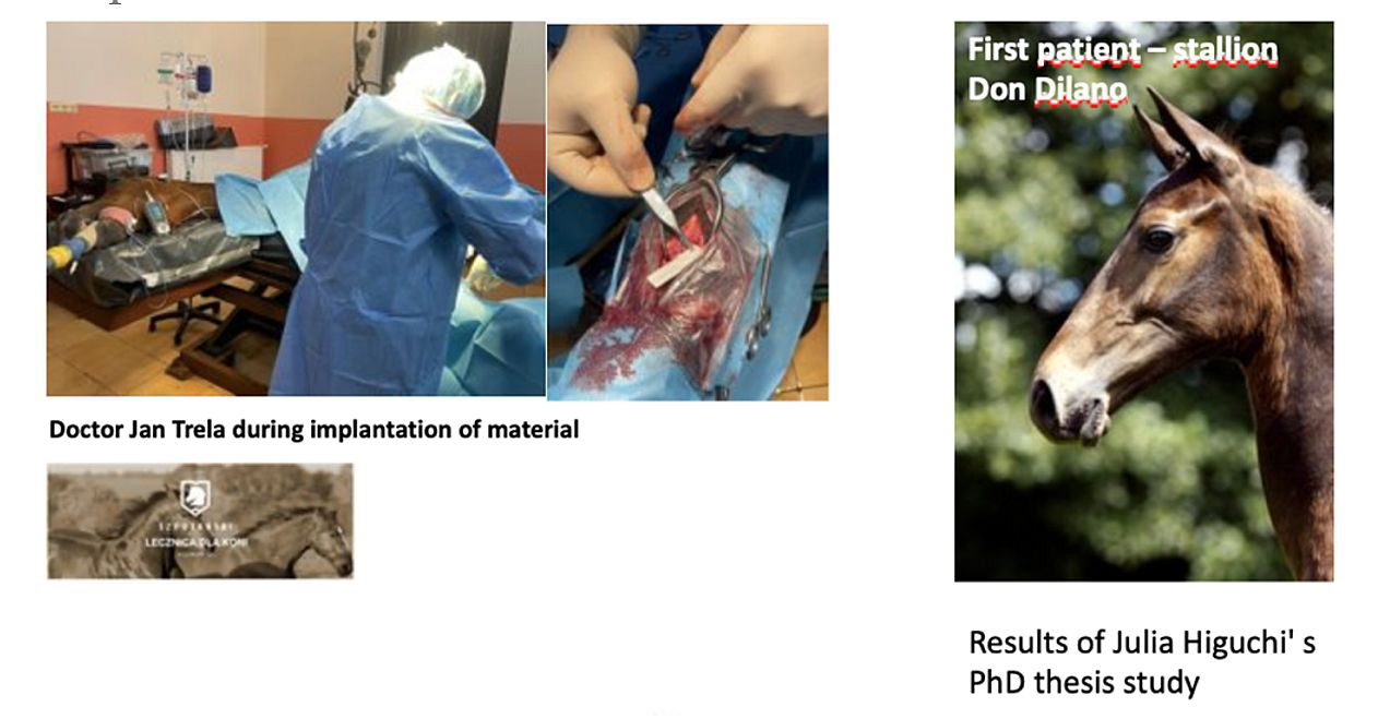 Figure 5. World’s first operation of broken splint bone in a horse using an electro-spun membrane coated with nanohydroxyapatite. The membrane was produced in the Laboratory of Nanostructures and coated ultrasonically with GoHAP™.